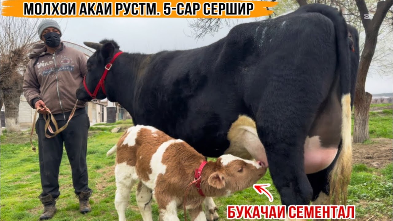 МОЛХОИ АКАИ РУСТАМ 5-САР СЕРШИР 10 марта 2026 г.