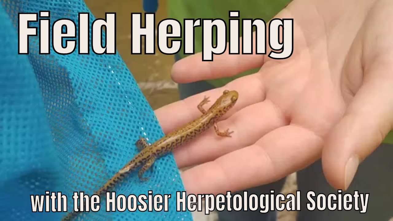 Field Herping with the Hoosier Herpetological Society - South Central Indiana