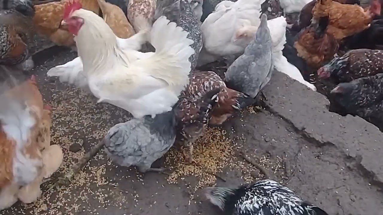 Chickens eat wheat.