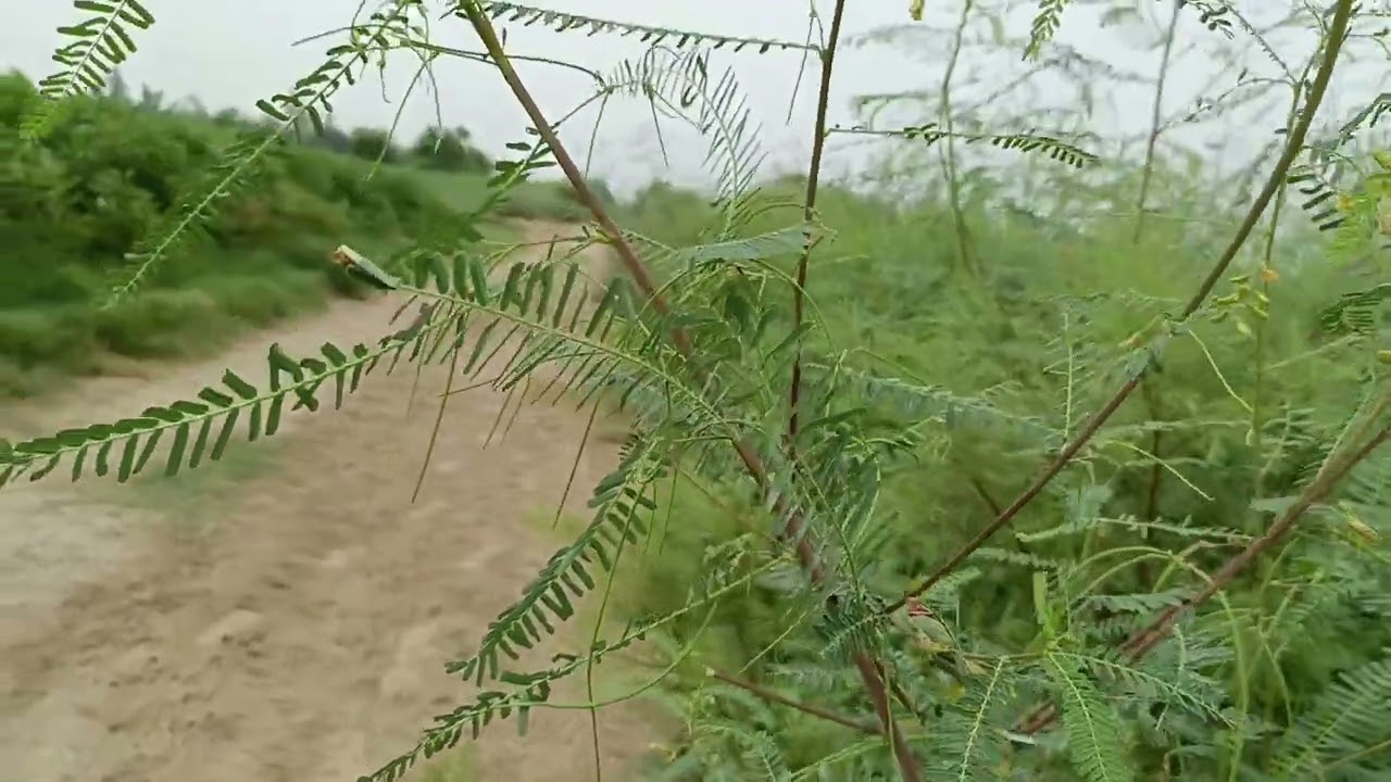 Best Green Fodder for Goats (jantar)