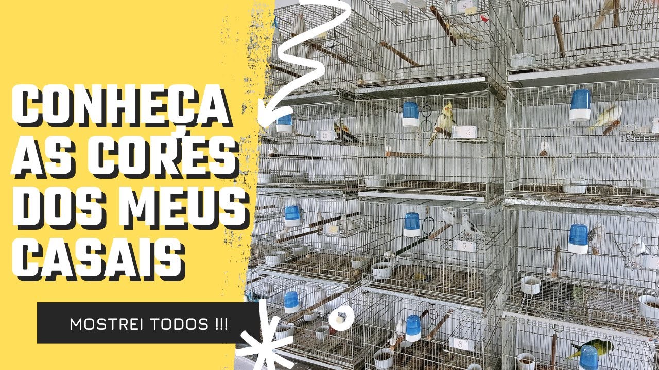 TODOS OS MEUS CASAIS DE CALOPSITAS E SUAS MUTAÇÕES - UDP