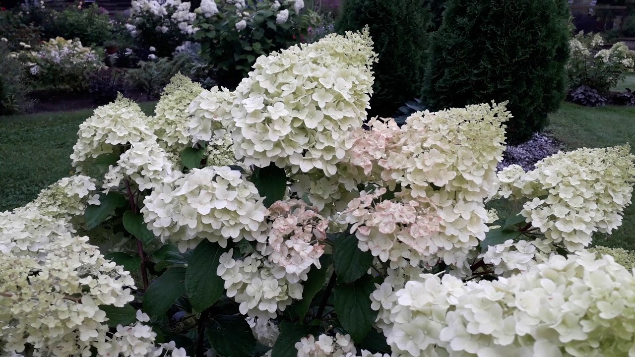 ✿➽ Гортензия Диамантино, пять лет в саду   🌺🌿 сезон 2019
