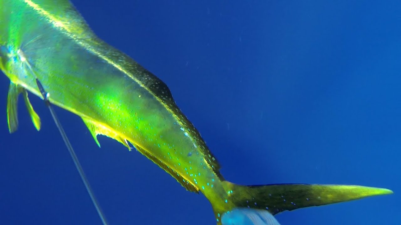 SPEARFISHING HAWAII 