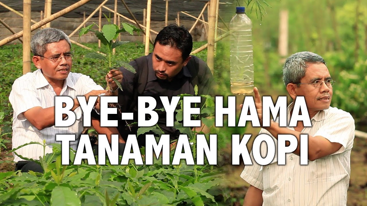Pakai Cara Ini untuk Basmi Hama pada Tanaman Kopi
