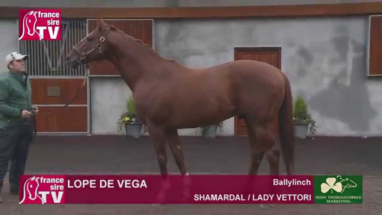 Lope de Vega, stallion standing at Ballylinch Stud - Irish Stallion Trail 2015
