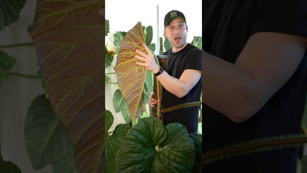 Wait for it &hellip; how sexy are those backs on my #philodendrontitanium (verrucosum x serpens)
