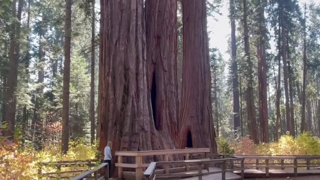 Explore the giant sequoias of Calaveras Big Trees State Park