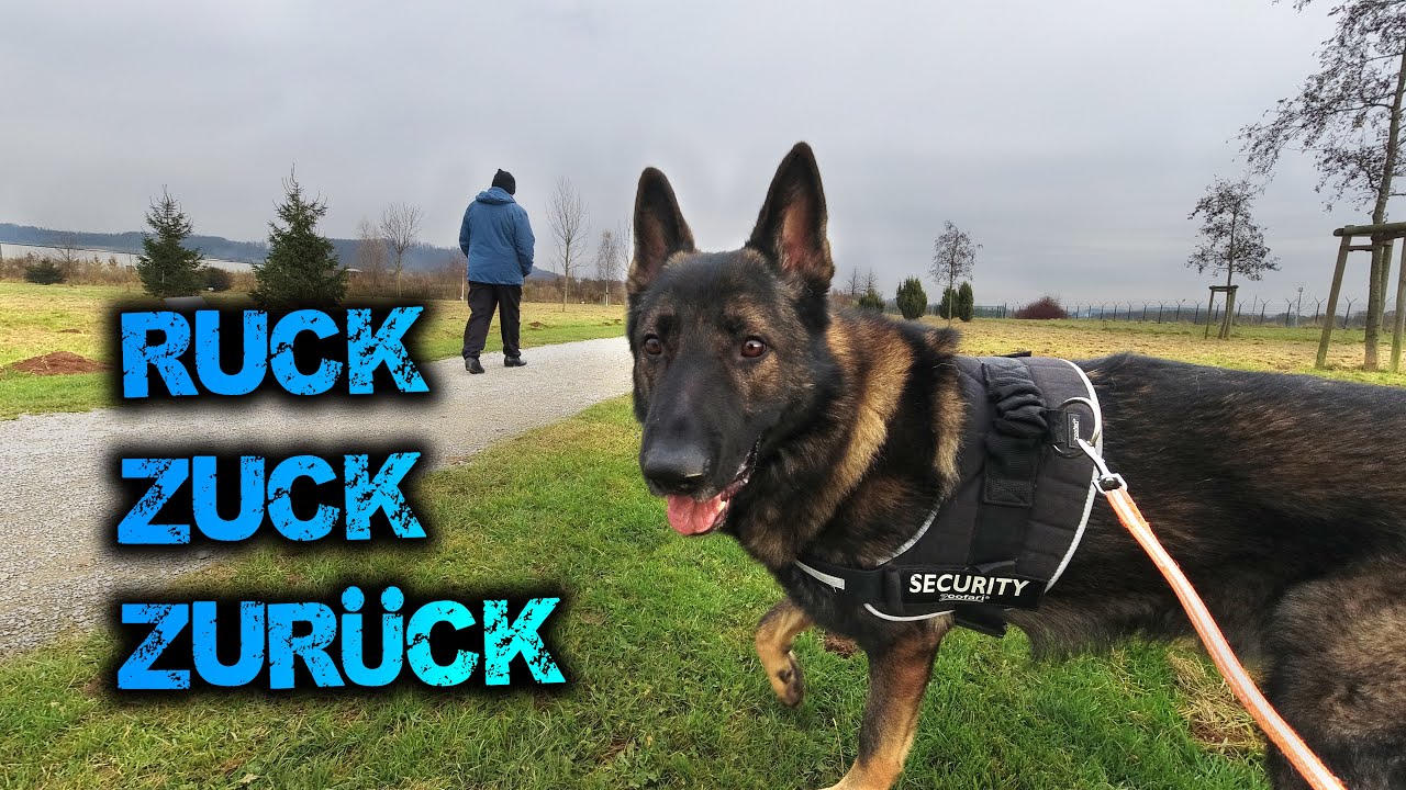 Rückruf verbessern / Eine gute Übung für den Alltag / Schäferhund DDR Linie