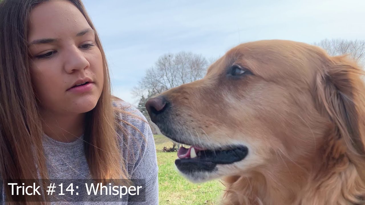 27 Tricks with Shadow The Golden!