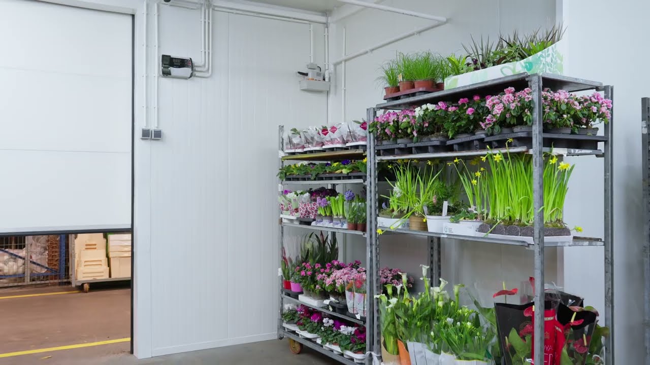 MRPro. Chłodnia na kwiaty z przestrzenią biurową. Cold storage for flowers with office area.