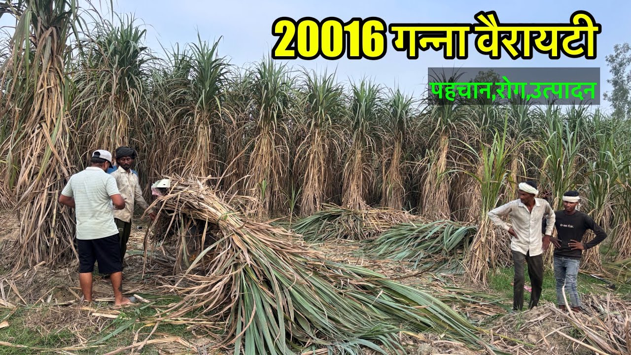 20016 करनाल की तूफानी गन्ना वैरायटी । CO-20016 Sugarcane variety 