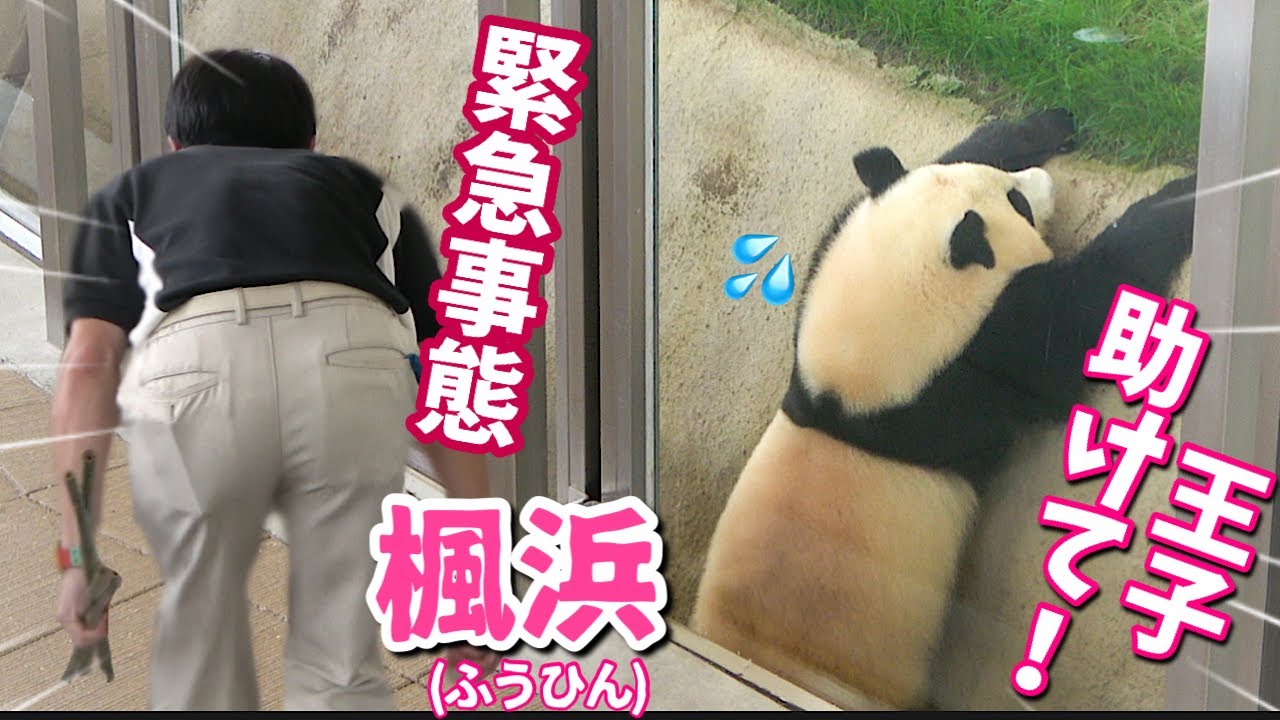 【パンダアイドル楓浜】マジで焦る🐼💦モート降り作戦で王子飼育員誘き寄せたが本当に登れなくなってしまった（汗）