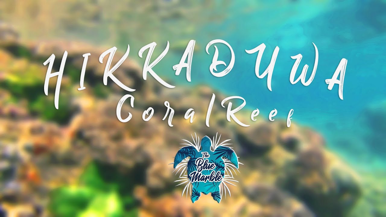 Coral Reef, Sharks & turtels in Hikkaduwa, Srilanka