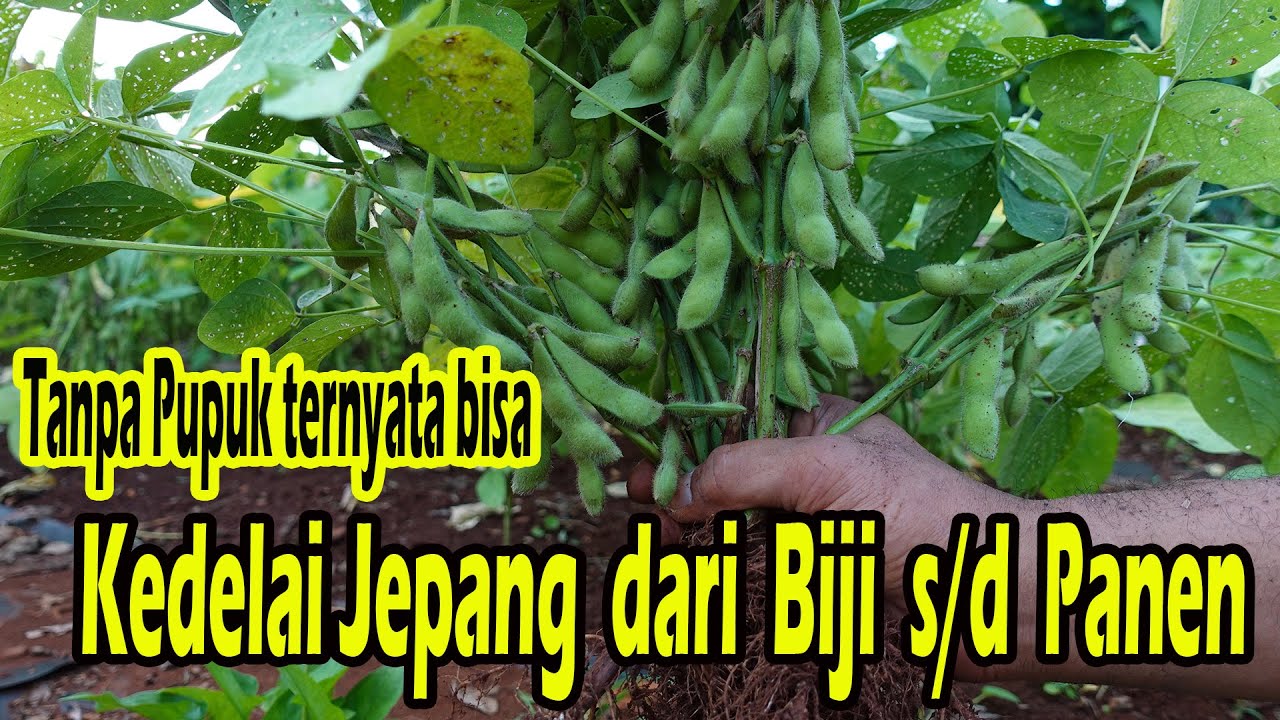 Cara Tanam Edamame Kedelai Jepang Dari Biji Sampai Panen Tanpa Modal