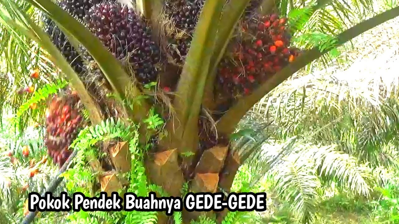 Panen Sawit Di Kawasan Buah Gede || kebun sawit kalimantan