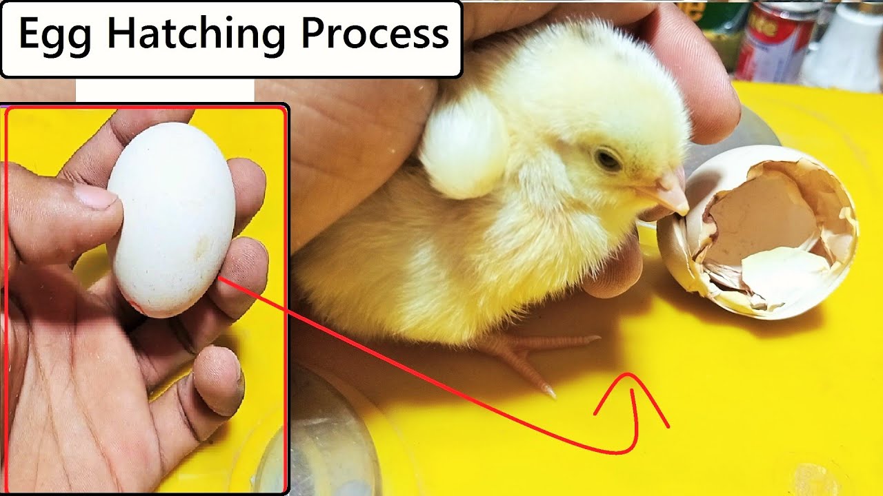 Chicken Egg hatching process | How to hatch chick at home | Egg hatching