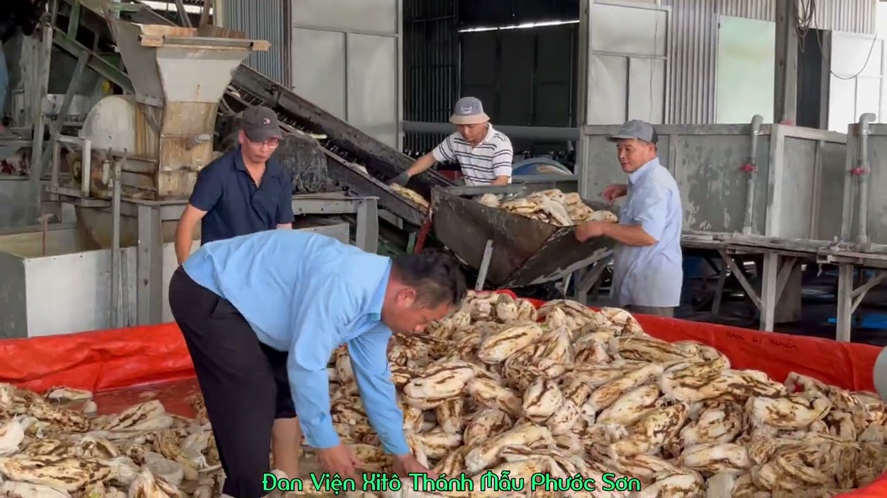 QUY TRÌNH SẢN XUẤT TINH BỘT SẮN DÂY - ĐAN VIỆN XITÔ THÁNH MẪU PHƯỚC SƠN