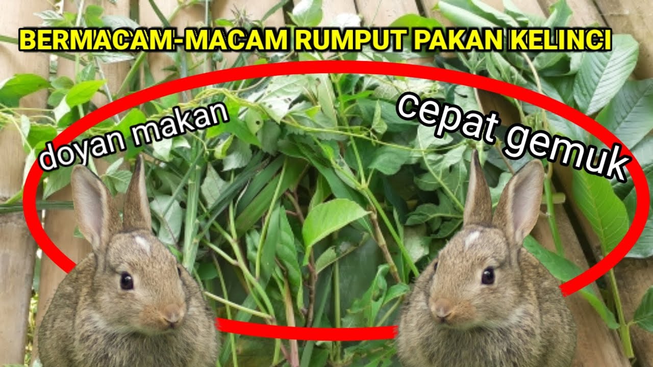 Bermacam-macam tanaman yang di sukai kelinci