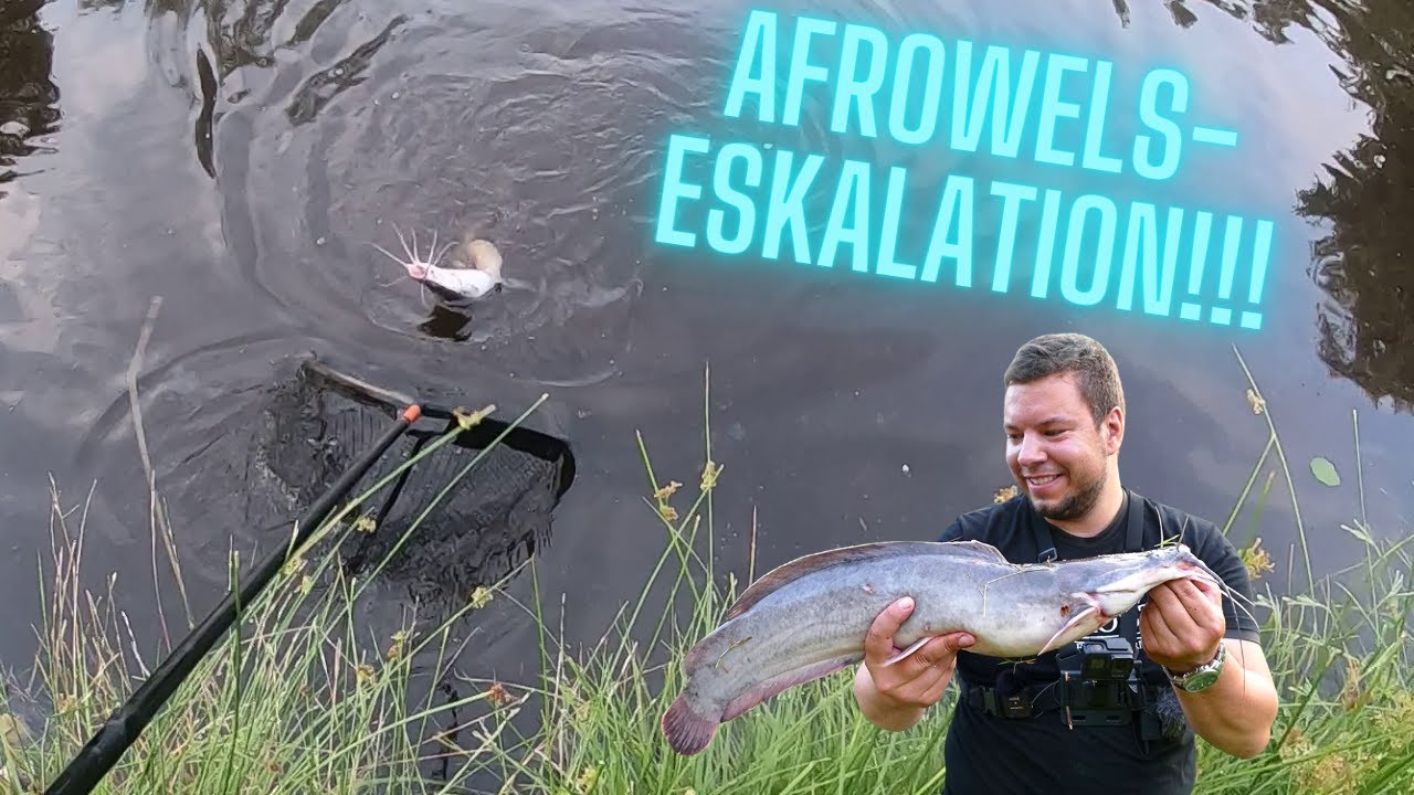 Afrowels Eskalation im Angelparadies Eschede: Dieser K&ouml;der bringt uns Bisse im Minutentakt!