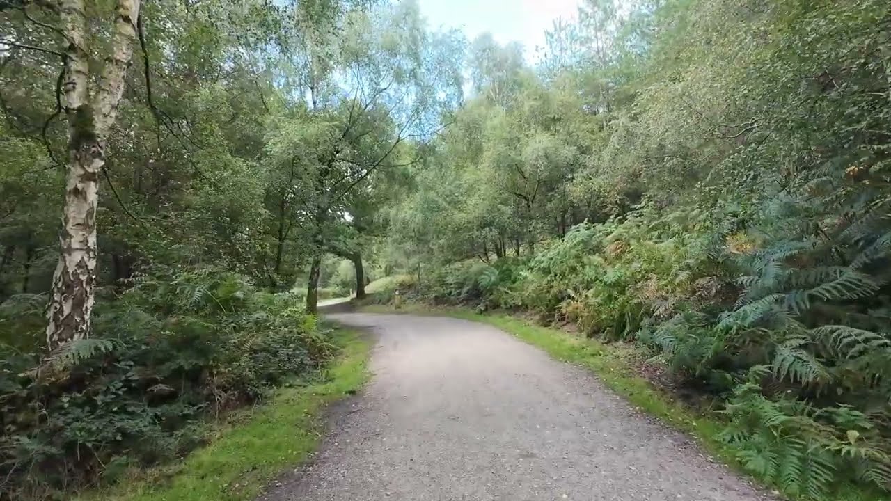 Relaxing White Noise sounds of Nature Walk through Cannock Chase Forest, Along the Fair Oak Trail.