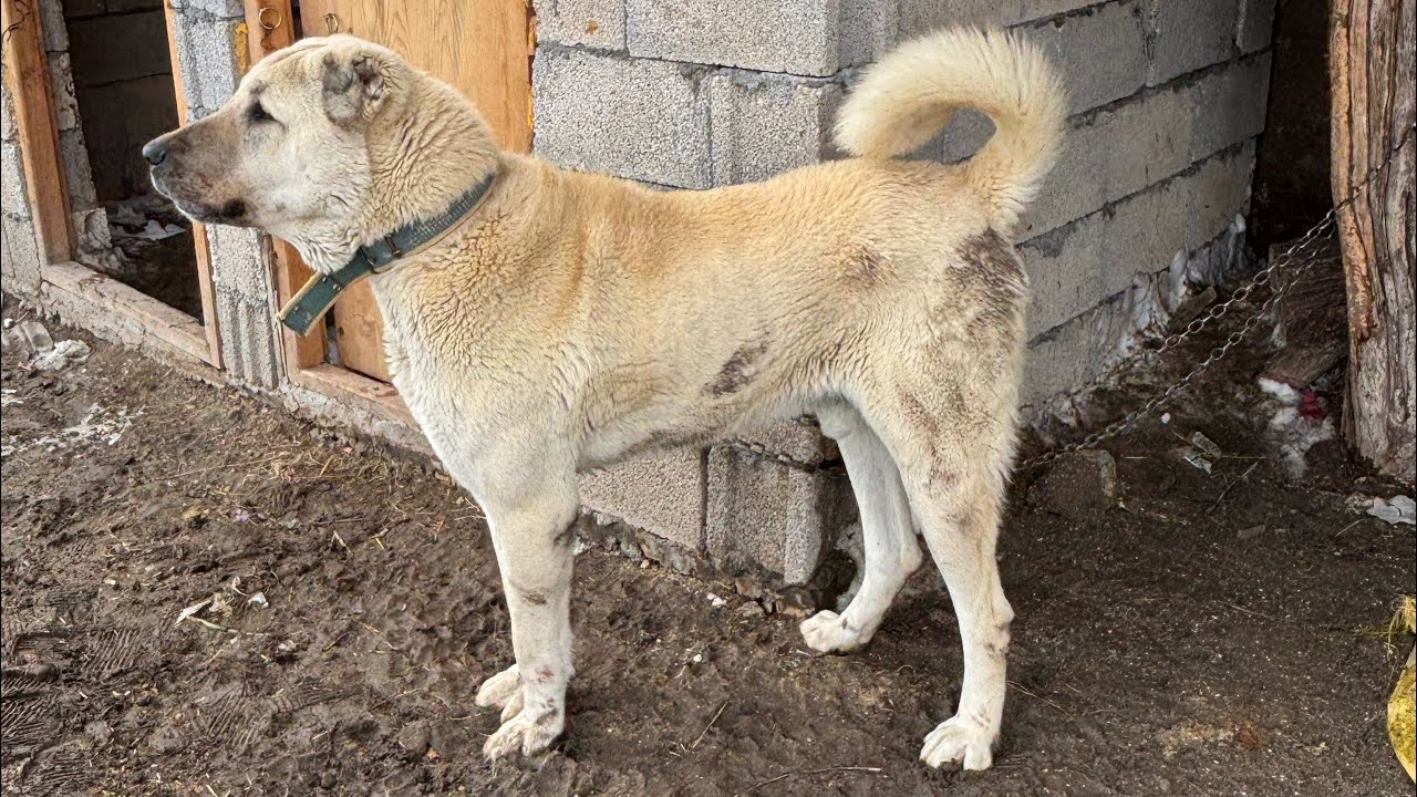 KÖPEKLERE AŞI YAPTIK 