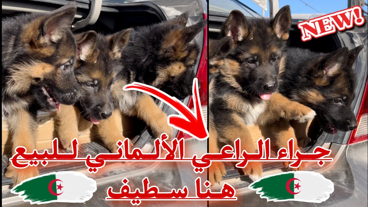 جراء الراعي الألماني بسعر 7ملاين من سوق سطيف للكلاب العودة بعد الغياب مرحبا بكم في سطيف العالي ♥️