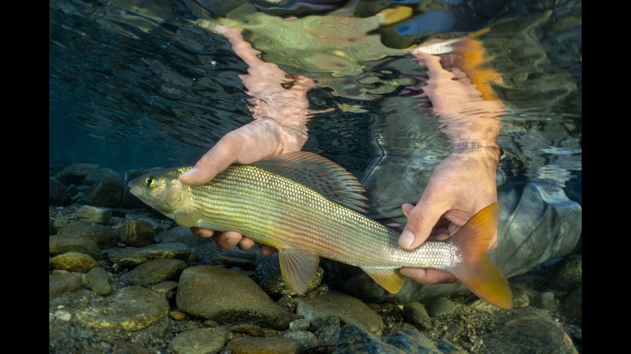 Herbstäschen – Fliegenfischen in der Möll