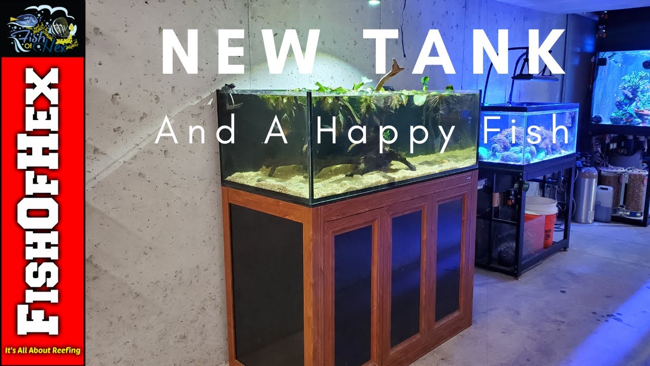 Rescue Oscars New Home & One Month Update