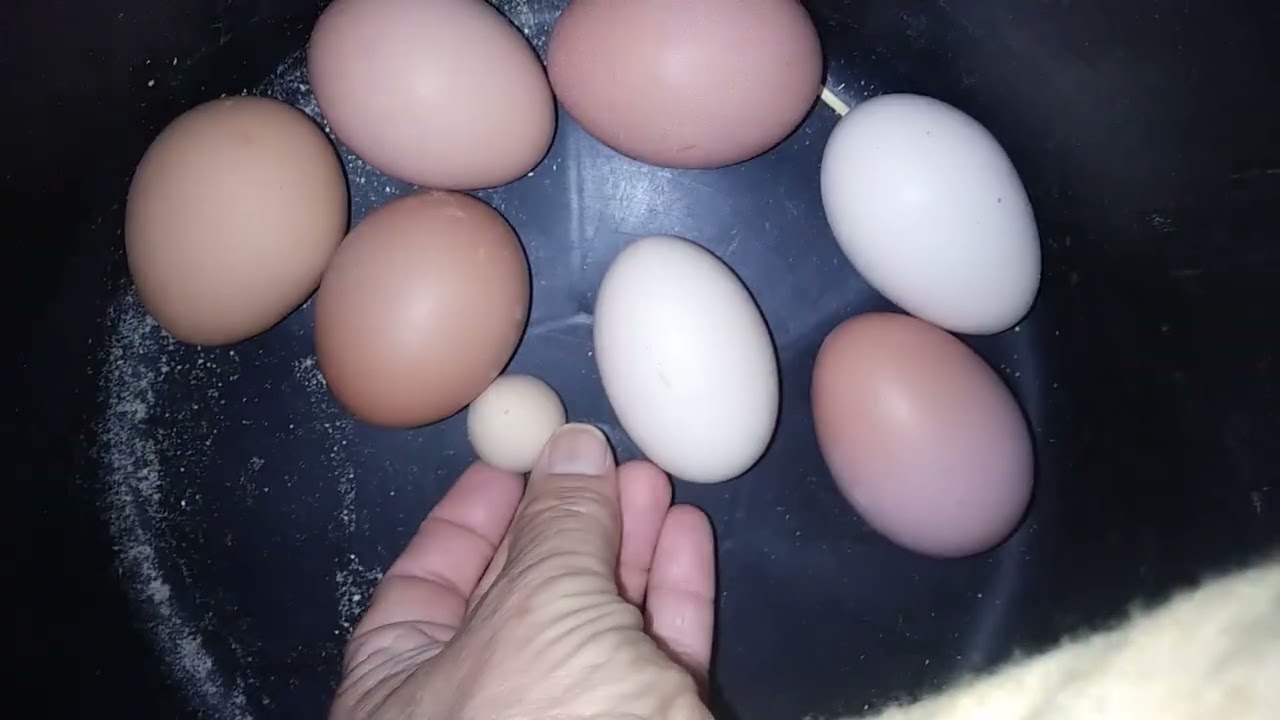 EL VÍDEO AL REVÉS. ¡¡QUÉ LÍO DE HUEVOS!! 13-03-26