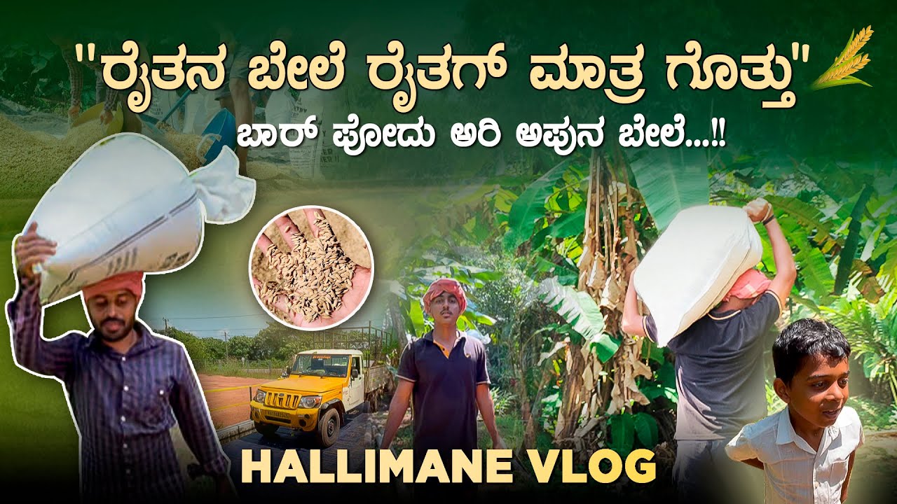 Process of paddy after harvesting 😍🌾| Farmers life | itssathwik
