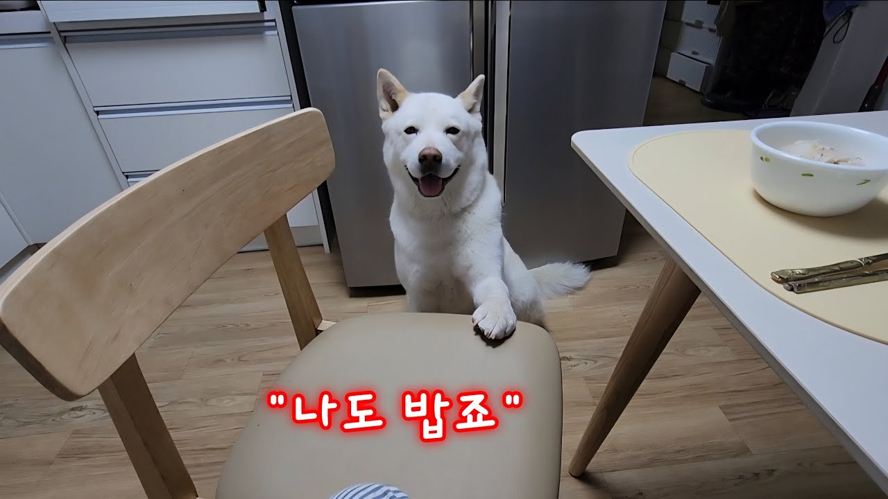 가족 형성의 중심엔 그녀석이 있다 (설이야기 3편)
