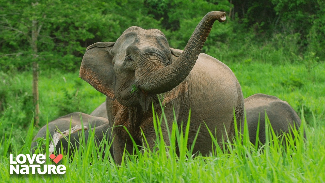 Thailand: A Country of Biodiversity | Mysteries of the Mekong 103