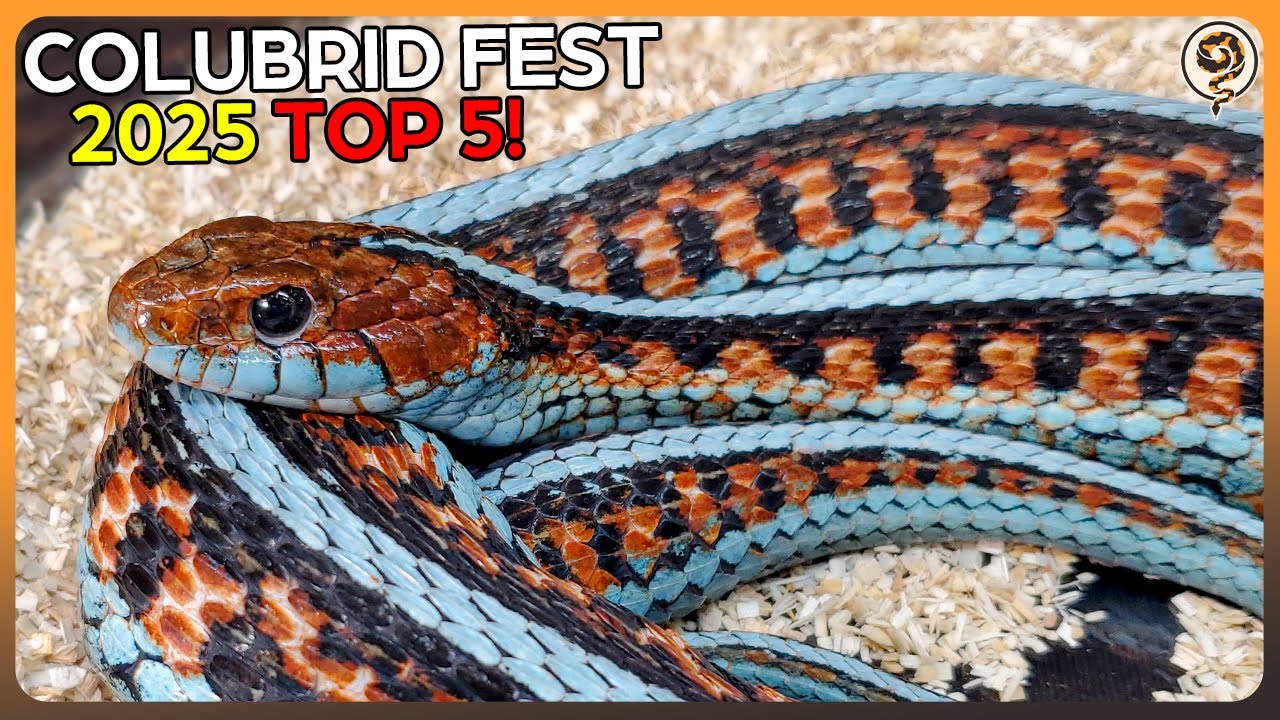 TOP 5 Colubrids at Colubrid Fest 2025! + Our Pickups!