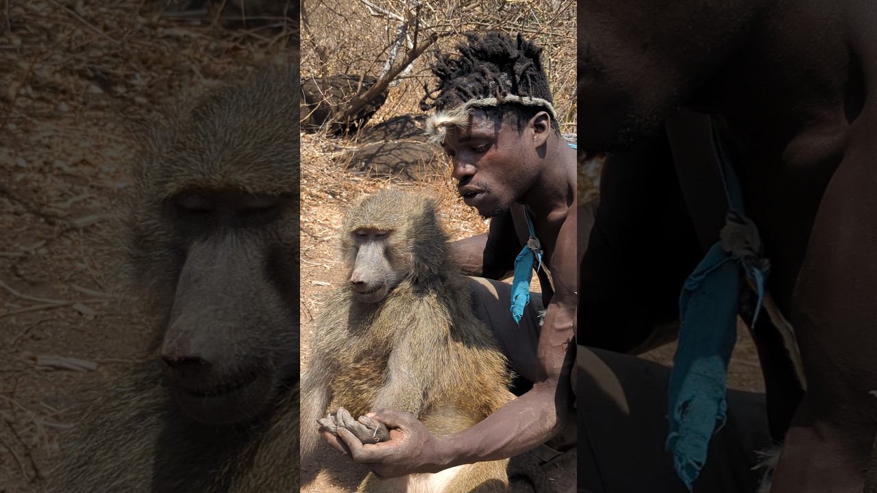 Hadzabe tribe Hunting Baboon 🤩 it's Amazing tradition.
