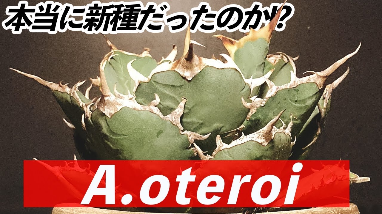 チタノタとオテロイの違い【アガベの分類学】【睡眠導入動画！？】