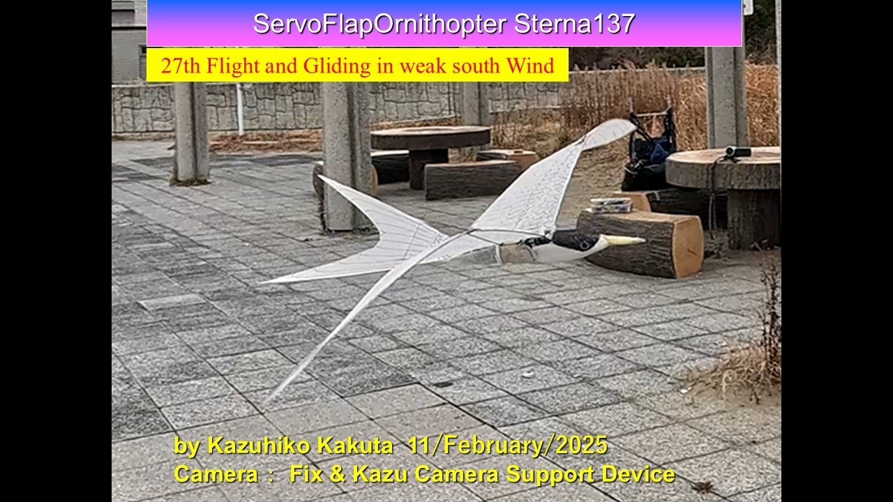 Ornithopter サーボ駆動アジサシ型羽ばたき機 SFOSterna137 29g : 27th Flight and Gliding in weak south Wind