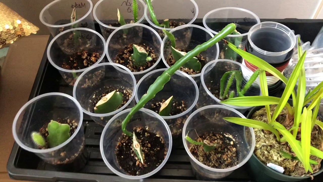Epiphyllum Orchid Cactus Cuttings Update