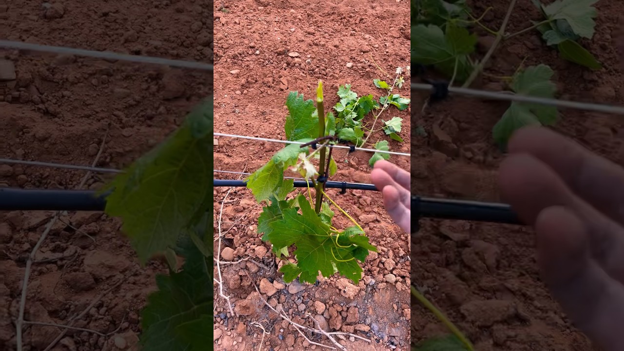 Formaci&oacute;n VI&Ntilde;A #agriculture #agricultura #agri #vi&ntilde;a #vi&ntilde;edo #vid #uva #bodega