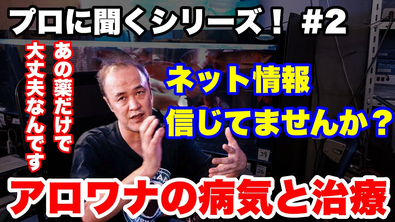 【プロに聞く！】#2 アロワナの病気と治療！間違いだらけのネット情報！ #アクアリウム #アロワナ #アロワナ飼育 #大型魚 #アジアアロワナ #aquarium #古代魚 #熱帯魚