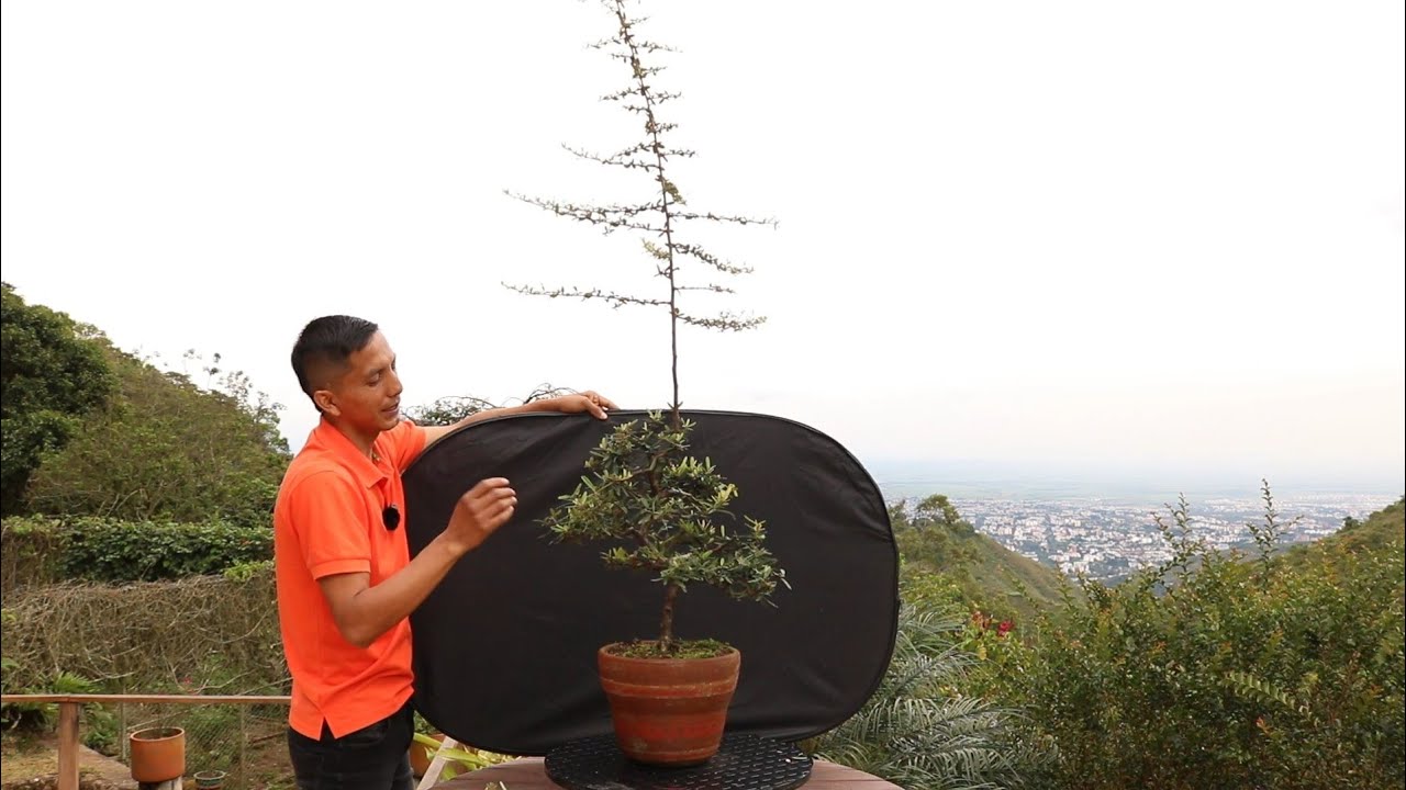 Bonsai a partir de rama de sacrificio