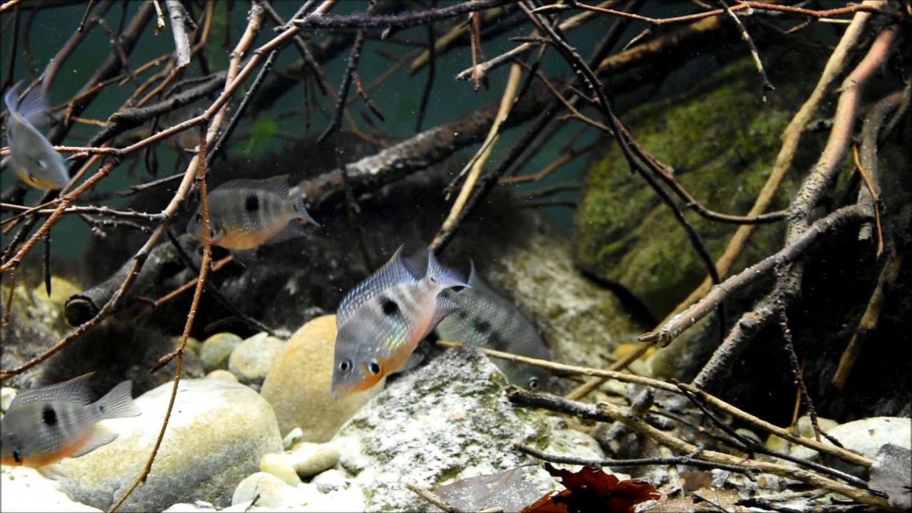 Central American Nature Aquarium