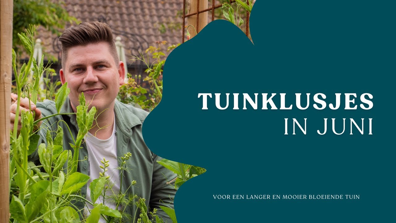 Tuinklusjes in juni I lathyrus, zonnebloemen & nepeta I Angelo Dorny