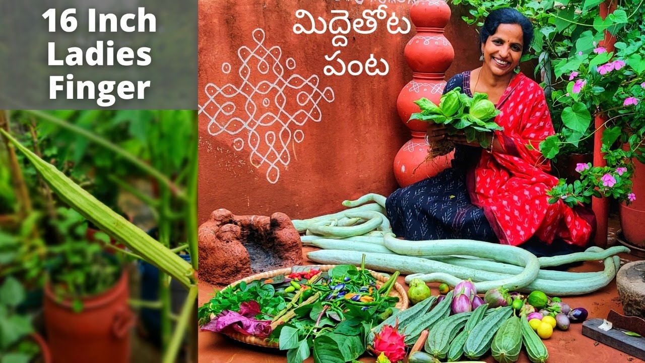 16 Inch Okra,Velvet Beans Terrace Garden Harvest - www.saileelastore.com - Saileela Vlogs