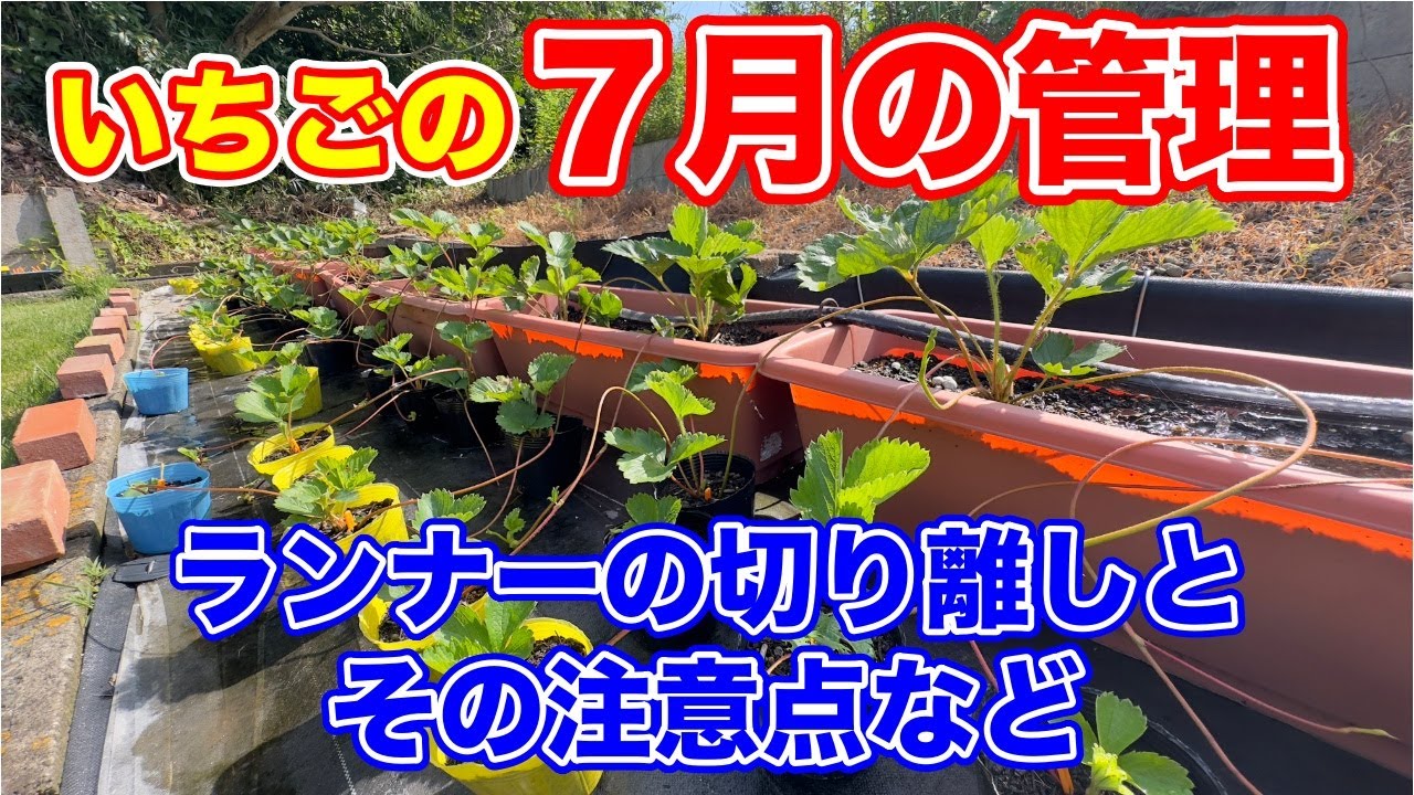 イチゴの7月の管理は何をすればいいの？？そんなお悩みの人にお届けします。〜サラリーマンでも出来るいちご栽培シリーズ〜