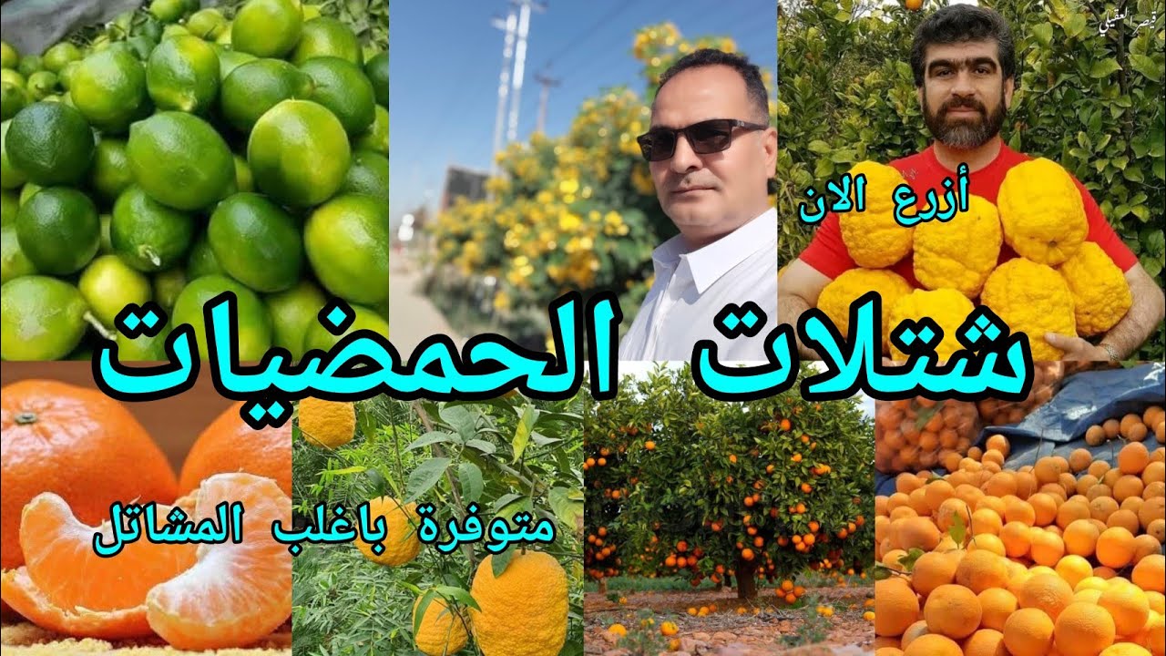 اشجار الحمضيات الموالح متوفرة بالمشاتل تزرع تحت ظل أشجار النخيل وقت الزراعة نهاية الشتاء والربيع 
