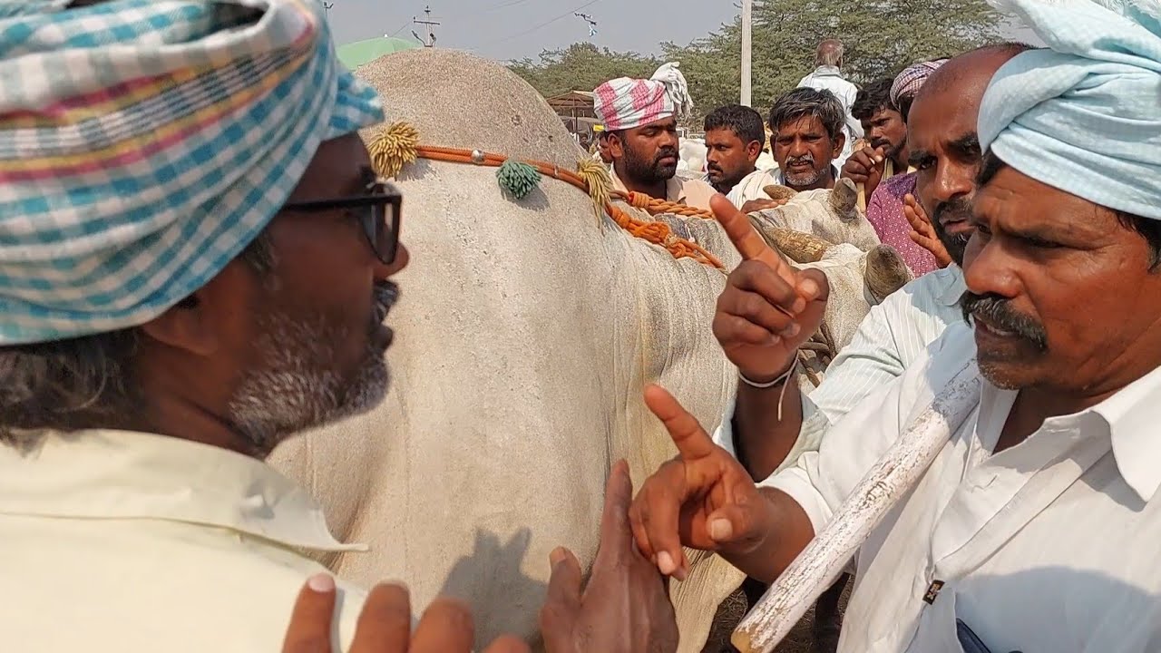 పెబ్బేరు సంతలో బేరం అయిపోయినంక మళ్లీ ఎద్దులు ఇవ్వను అంటున్న రైతుతో పంచాయితీ-ఏమైందో వీడియోలో చూడండి  