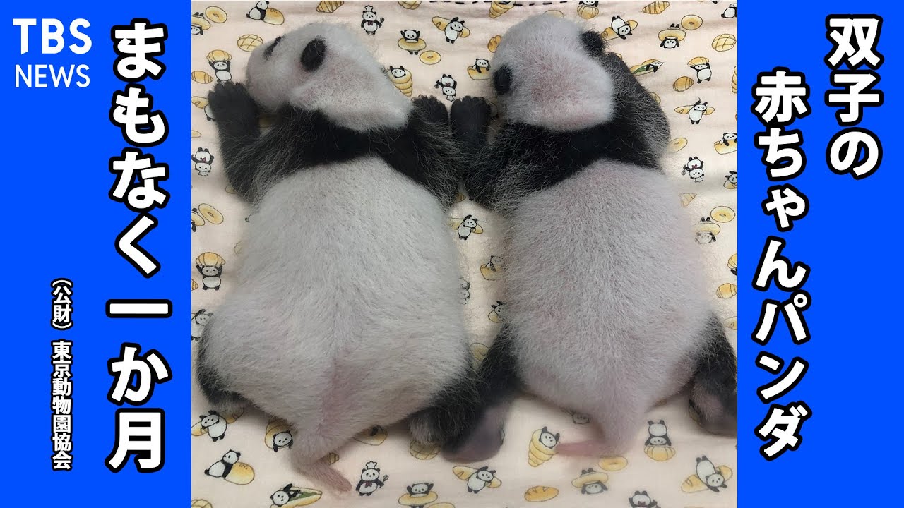 双子のパンダ １か月間の成長の記録　上野動物園双子の赤ちゃんパンダ