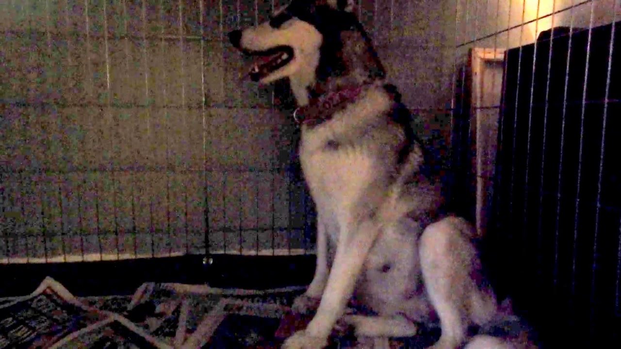 65 / 63 Day Pregnant Siberian Husky in Labour!