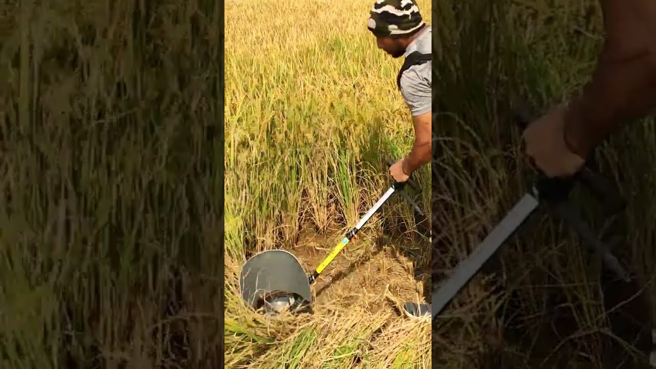 Rico Italy Brush Cutter 4 Stroke Engine Paddy Cutting Demo 👇7735982778