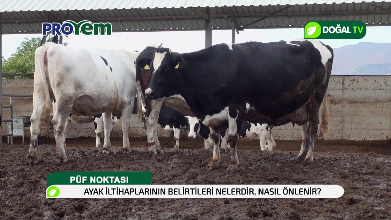 Sığırlarda ayak iltihabı ve belirtileri